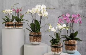 گلهای زیبای ارکیده سفید رنگ در حال شکوفایی پس از کوددهی مناسب