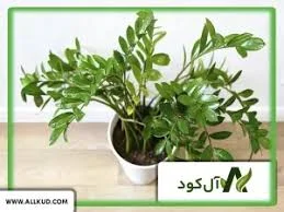 کود بونسای
