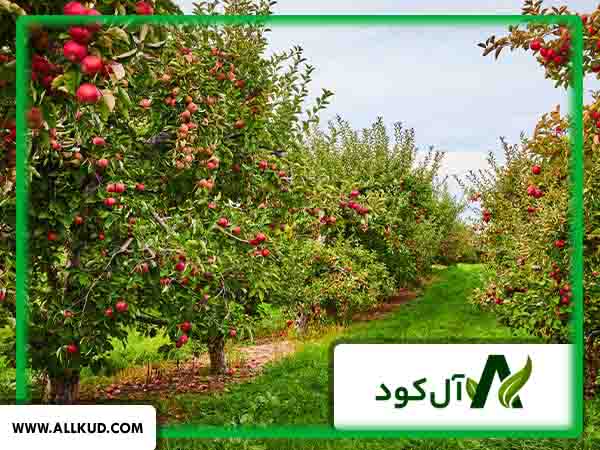 بهترین کود برای رشد سریع درختان میوه