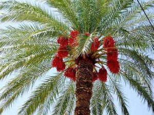 نخل خرمای سالم نیازمند مراقبت برای رشد سریع