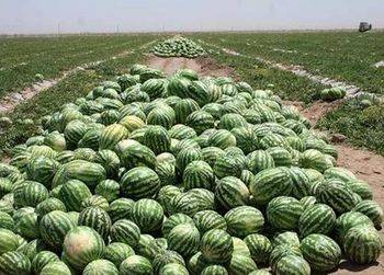 کود مرغی برای هندوانه