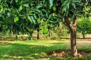 اسید هیومیک برای درخت انبه
