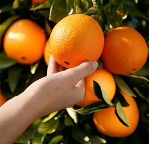 کود برای پرتقال
