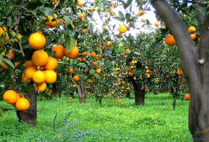 اسید هیومیک برای درخت پرتقال