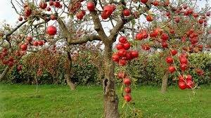 کود سه بیست شوک برای درختان سیب