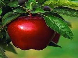 کود ارزان برای سیب