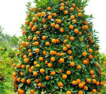 خرید کود پرتقال تامسون