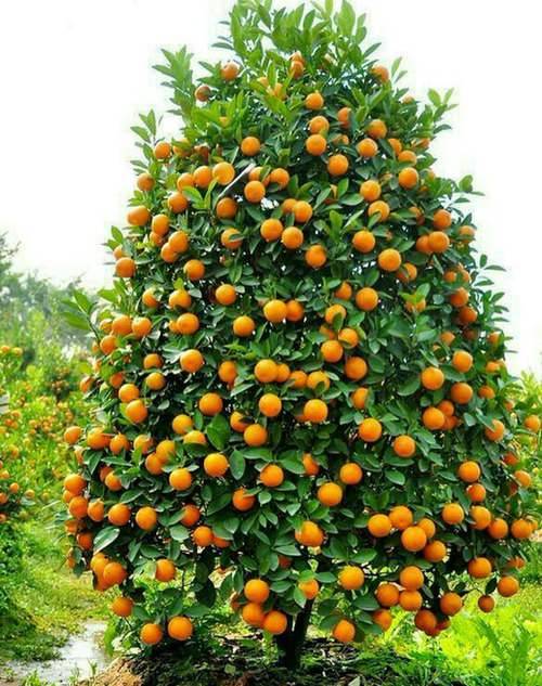 خرید کود پرتقال تامسون