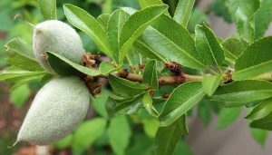 اسید هیومیک برای درخت بادام