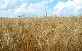 میزان برداشت گندم در هکتار در آمریکا