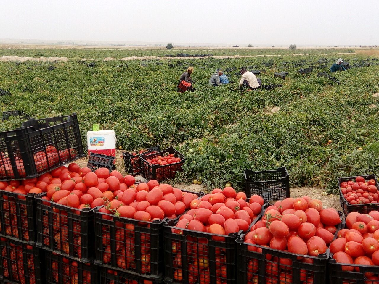 کود مخصوص گوجه فرنگی