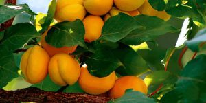 برگ درخت زردآلو با علائم احتمالی کمبود مواد مغذی