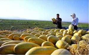 خرید و فروش کود خربزه