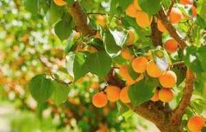اثر اسید هیومیک بر روی درختان میوه