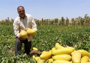 اسید هیومیک برای خربزه