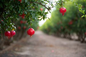 اثر اسید هیومیک بر روی درختان میوه
