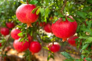 اسید هیومیک برای درخت انار