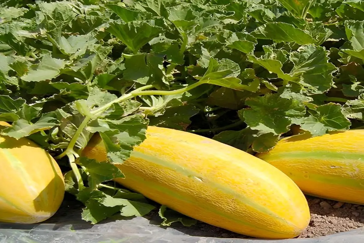 کود مناسب خربزه