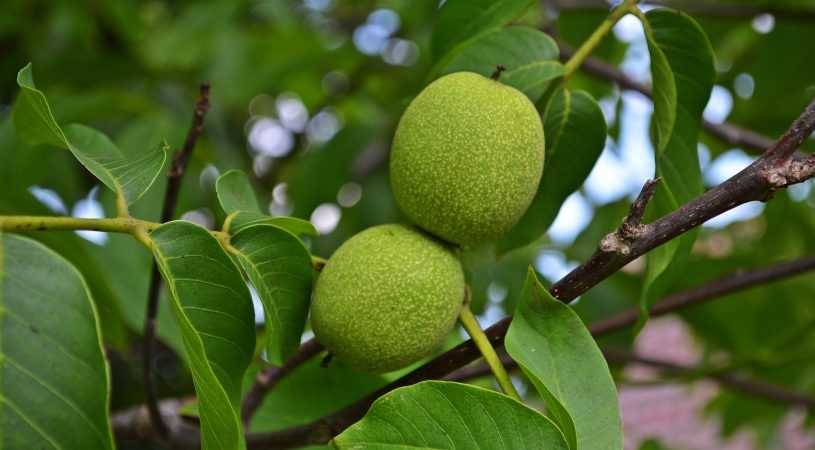 کود کبوتر برای درخت گردو