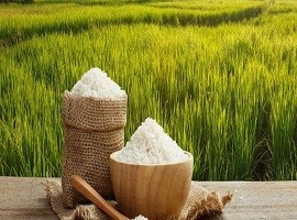 زمان مصرف کود روی در برنج