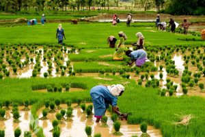 علائم کمبود فسفر در برنج