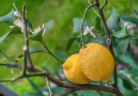 کود با کیفیت درخت لیمو