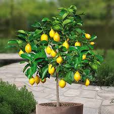 کود درخت لیمو