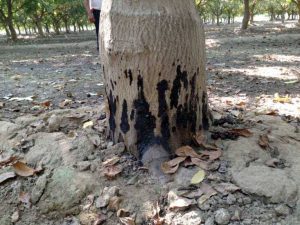 درمان شیره سیاه درخت گردو