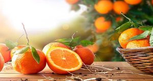 کود درخت نارنج