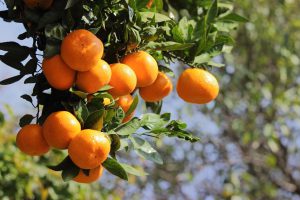 کود درخت نارنگی