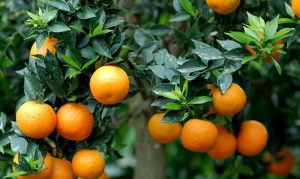 جلبک دریایی برای نهال میوه