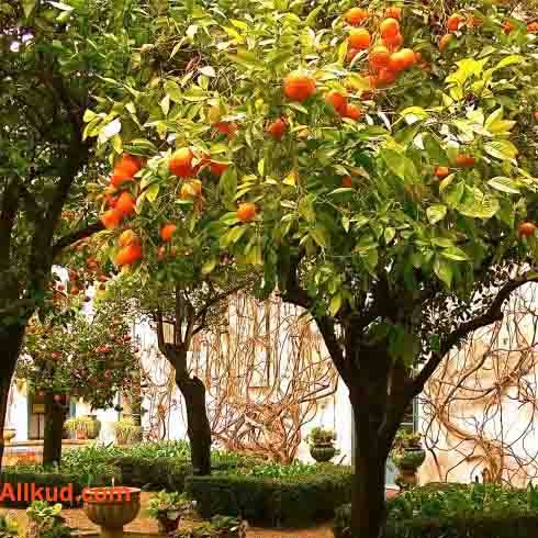 کود دهی درخت نارنج
