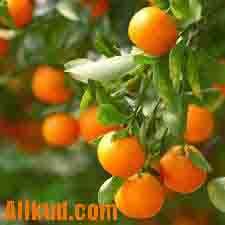 کود دهی درخت نارنگی
