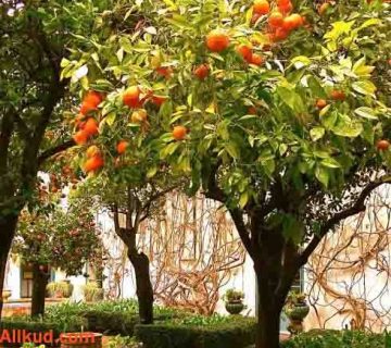 کود دهی درخت نارنج