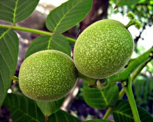 کاشت درخت گردو در مناطق سردسیری