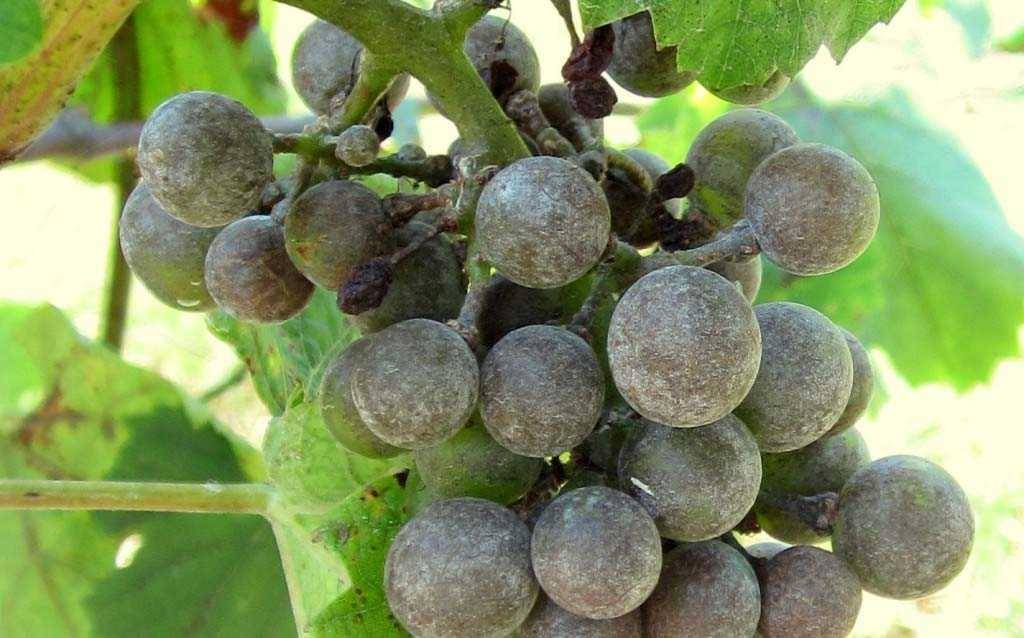 سفیدک پودری انگور