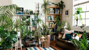اصول کود دهی به گیاهان آپارتمانی