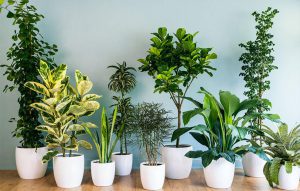 علت پژمرده شدن گیاهان آپارتمانی