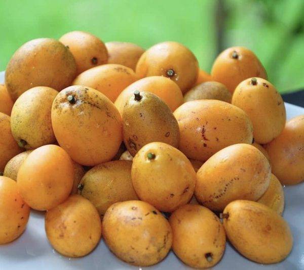 کود با کیفیت برای درختان