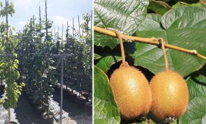 کود دهی درخت کیوی در تالش