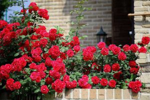 اسید هیومیک برای گل