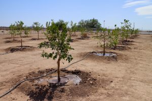 مقدار آبیاری لازم برای درختان