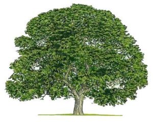 تقویت درخت گردو