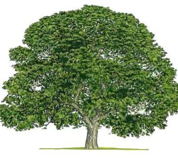 تقویت درخت گردو