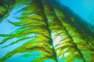 جلبک معلق در اقیانوس - جلبک دریایی اسکوفیلونودوزوم
