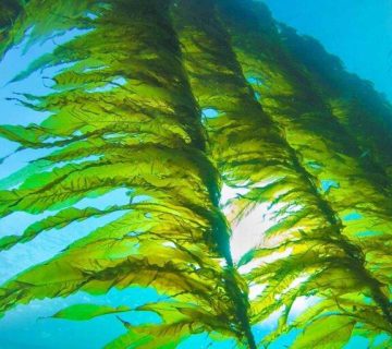 جلبک معلق در اقیانوس - جلبک دریایی اسکوفیلونودوزوم