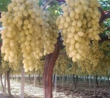 کود افزایش باردهی درخت انگور