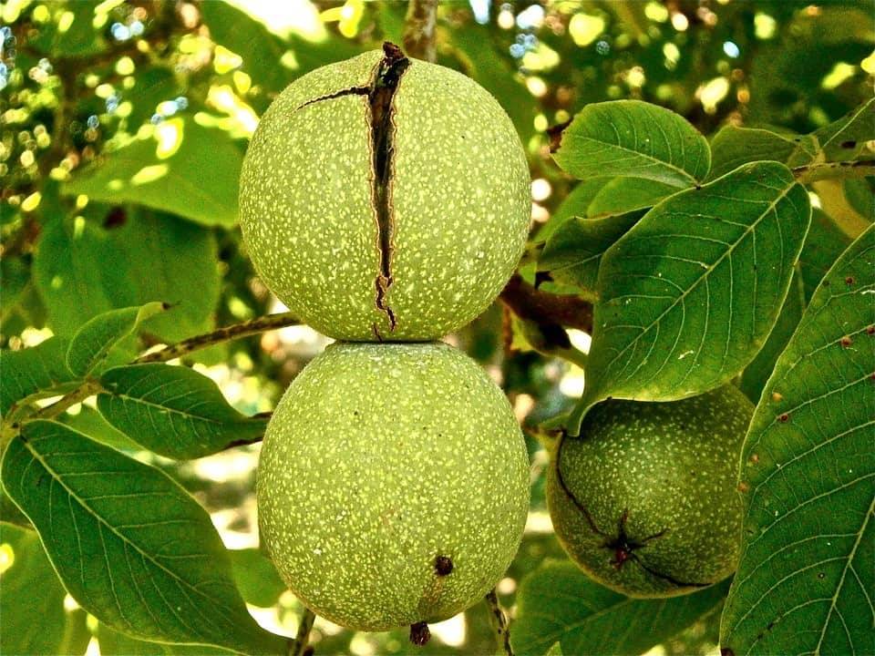 کود مرغی برای درخت گردو
