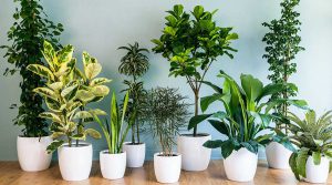 کود گیاهان آپارتمانی شوک