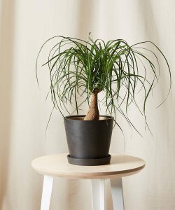 کود مخصوص لیندا